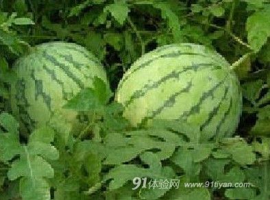 西瓜:膨大剂催大 西瓜:膨大剂催大
