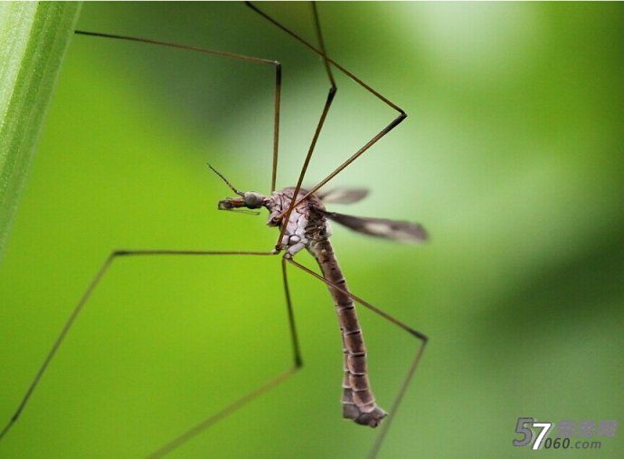夏季蚊虫叮咬的10大止痒绝招 夏季蚊虫叮咬的10大止痒绝招
