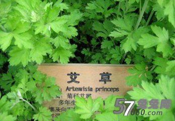 兔兔网艾叶泡脚的好处有哪些 兔兔网艾叶泡脚的好处有哪些