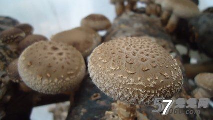 哪些蔬菜有助人体长寿的养生功效 哪些蔬菜有助人体长寿的养生功效