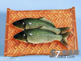 鲤鱼 鲤鱼
