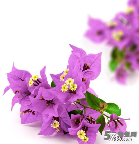 风月体验,健康,喝酒,维生素