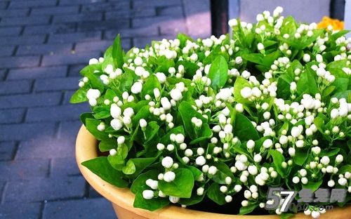 北京会所,茉莉花茶,芳香疗法,会所 北京会所,茉莉花茶,芳香疗法,会所