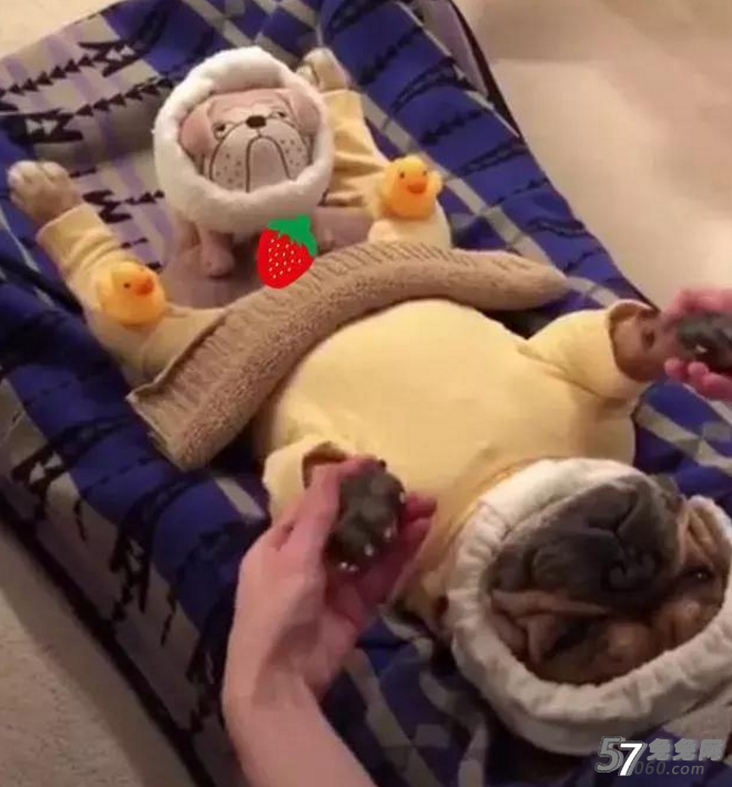 狗SPA 狗SPA