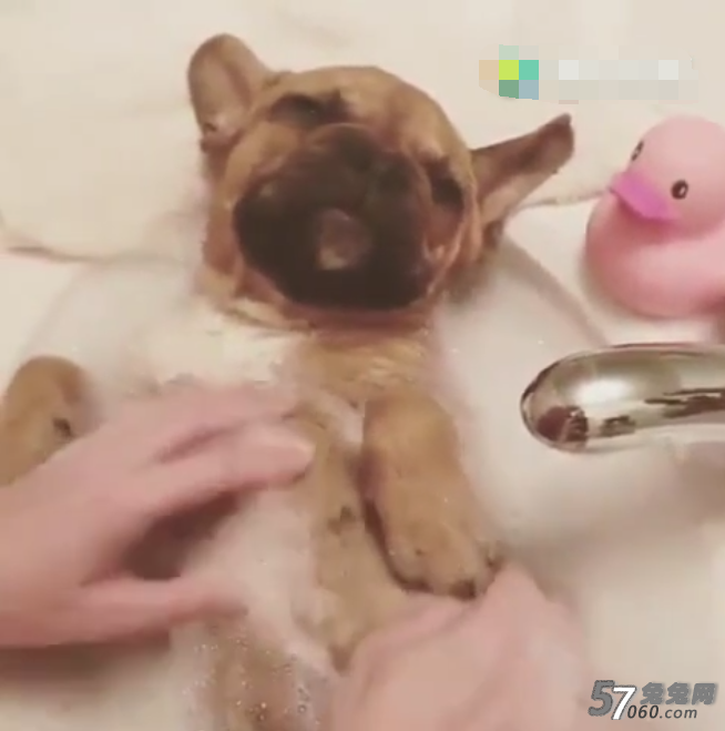 狗SPA 狗SPA